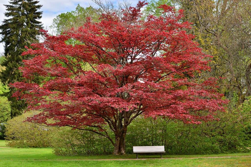 Best Trees For Driveways - Red Maple Tree